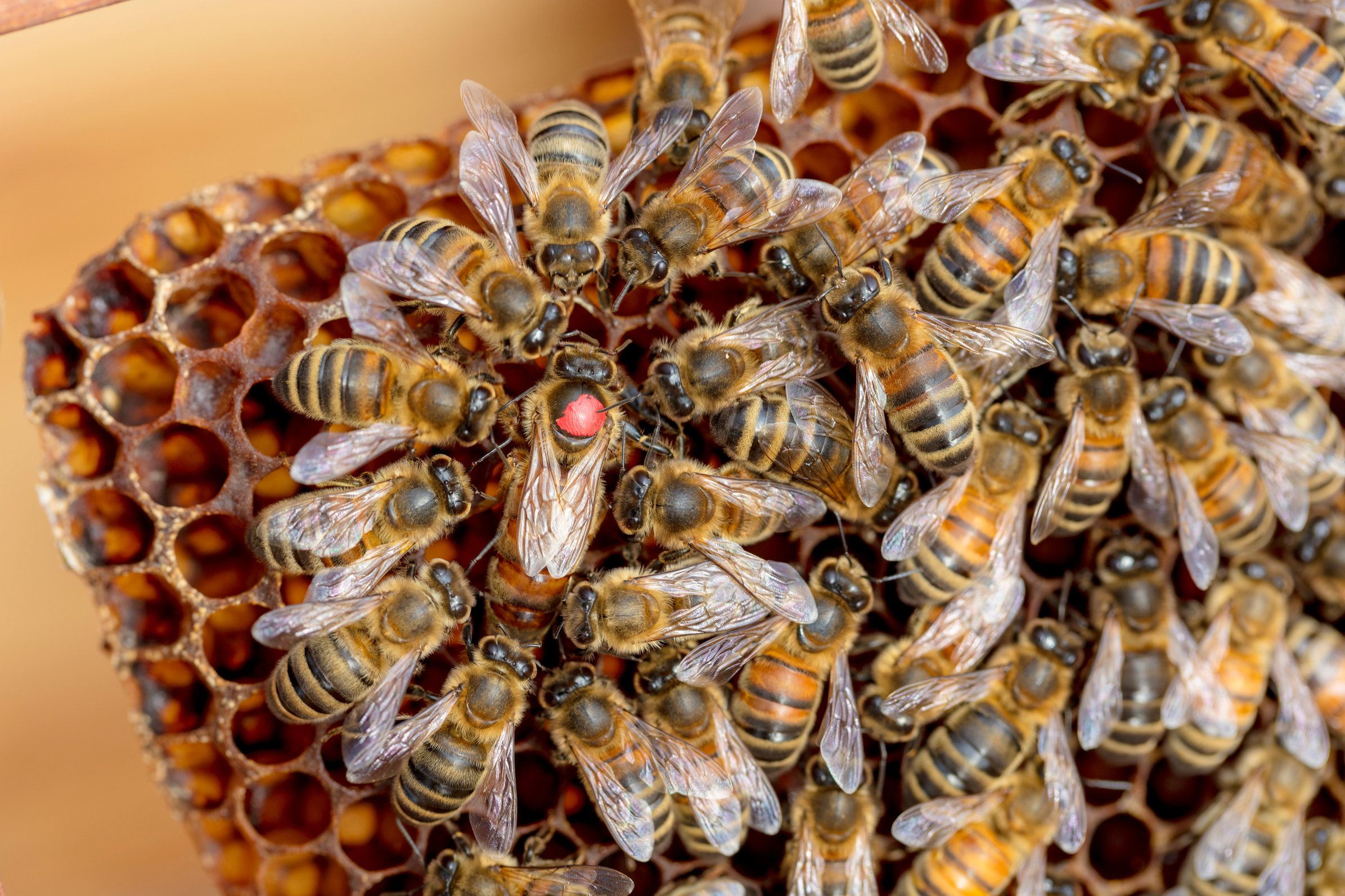 Queen bee on Honeycomb